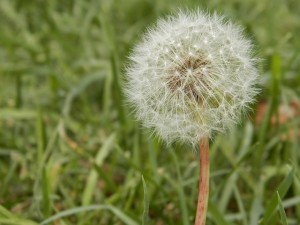 dandelion-112362_640