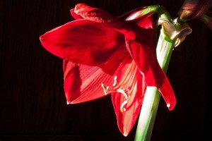 amaryllis-237427_640